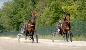 EQUISPA im Einsatz beim Trabrennsport