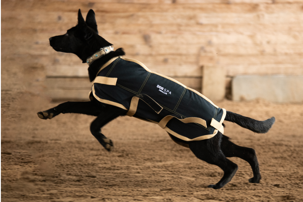 EQUISPA – DOG dog coat (size 4)